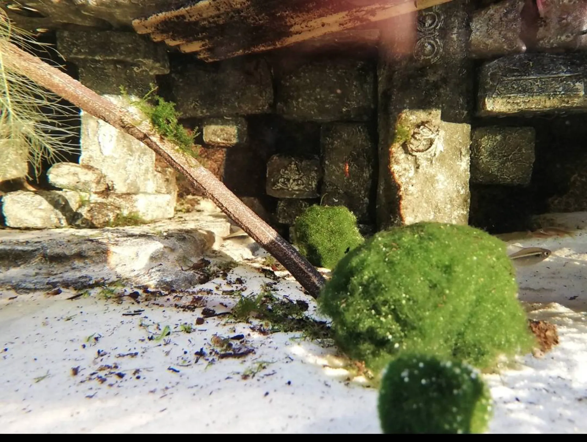 epoxy-paludarium-achterwand