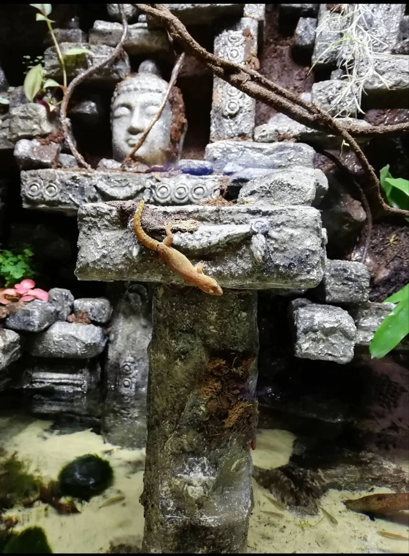 epoxy-paludarium-achterwand