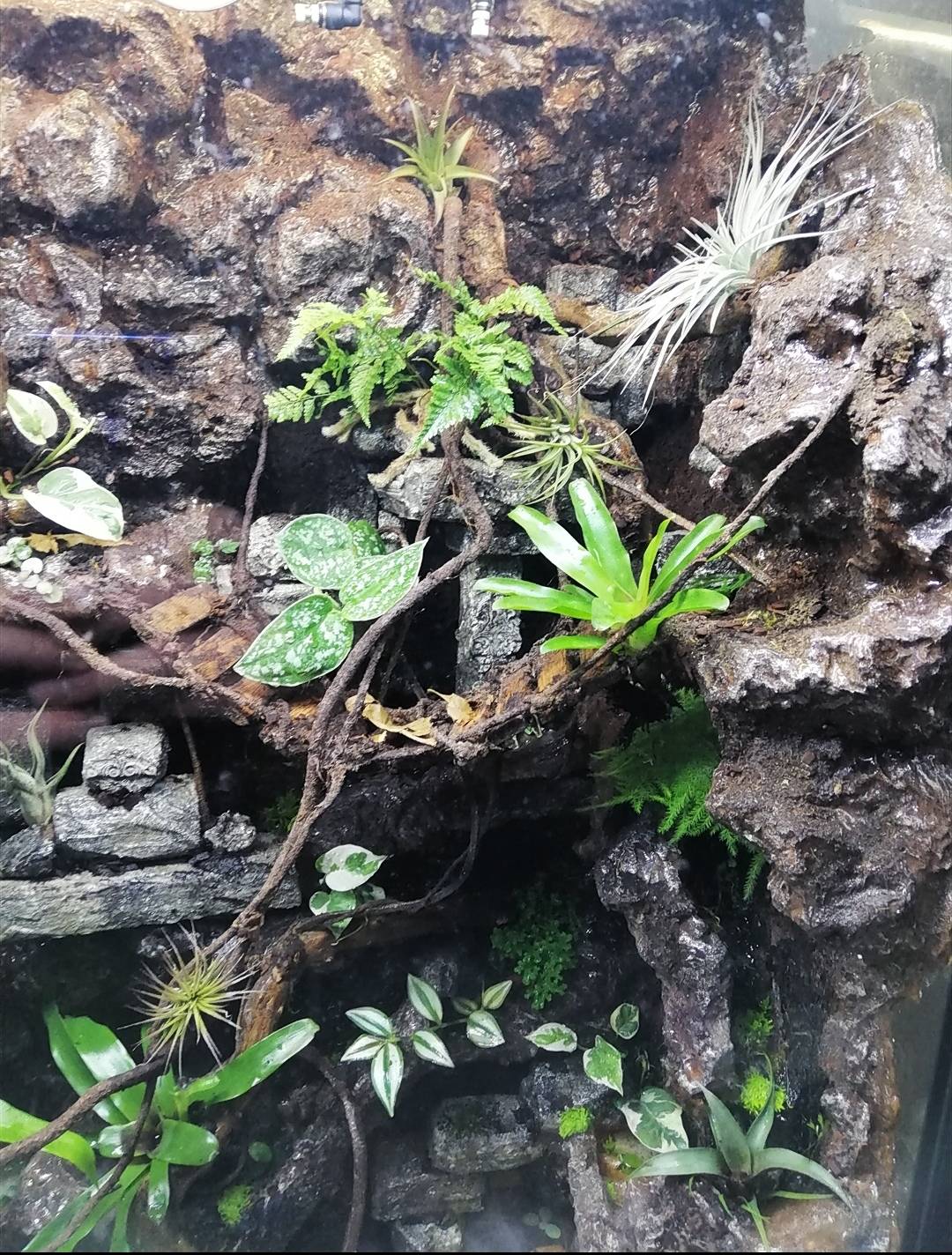 epoxy-paludarium-achterwand