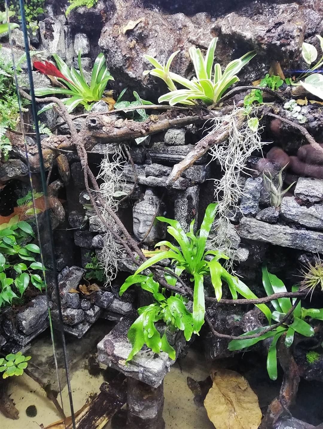 epoxy-paludarium-achterwand