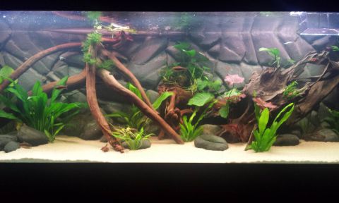 Epoxy voor aquaria en terraria